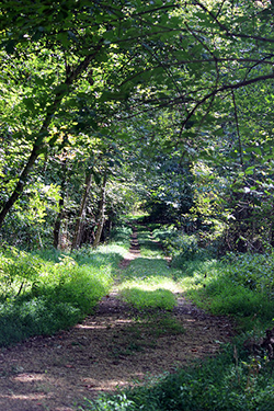 Chapman State Park Trail