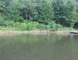 Submerged Aquatic Vegetation