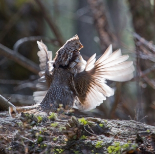 Grouse