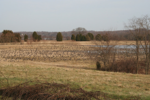 Flock of Canada Geese on Merkle Wildlife Sanctuary