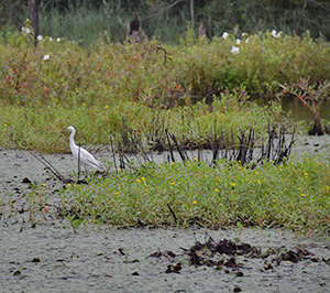 North Point State Park wetlands