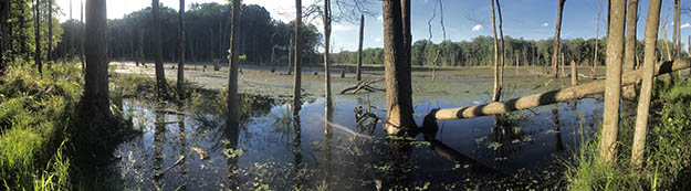 Black Marsh Wildlands - photo by Scott McGill