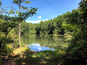 Mattaponi Ponds Camping Area