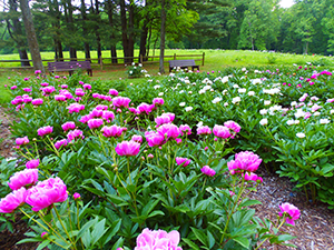 Peony Garden in Seneca Creek State Park