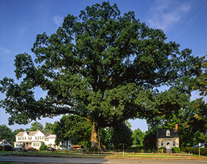 White_oak-tree-champion.png