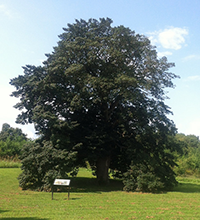 Three Century Holly at the Wye Island NRMA