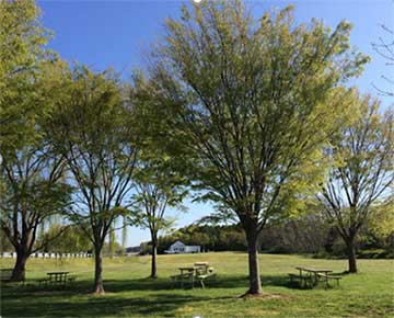 Picnic tables at the park surrounded by trees