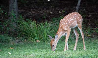 Deer grazing along a path