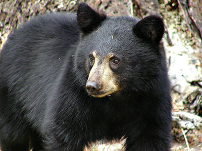 Black Bear