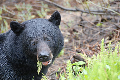 Black Bear