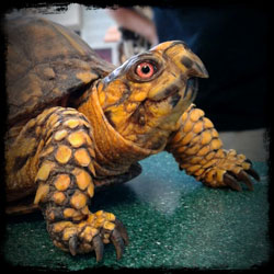 Deep Creek Lake Eastern box turtle