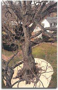 View from the top of the Wye Oak