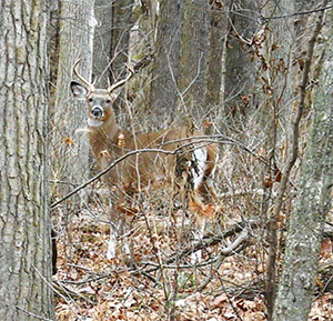 A deer in the woods in the fall.