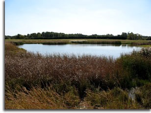 a pond at Sassafras NRMA