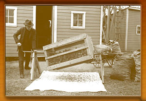 Maryland's 1st State Forester harvesting tree seeds