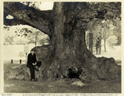 Largest White Oak in the USA. 