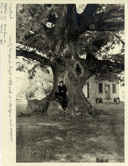 Largest White Oak in the USA.