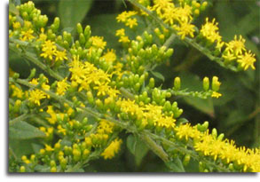 Goldenrod