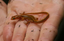 Longtailed Salamander