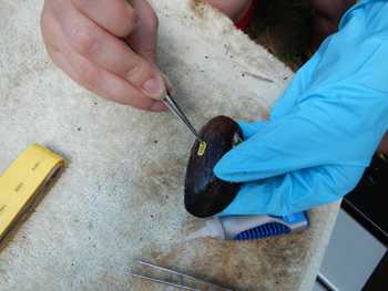 Mussel relocation