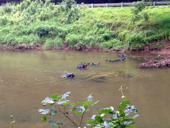 Mussel relocation