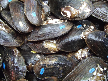 Mussel relocation