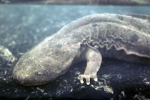 Eastern Hellbender