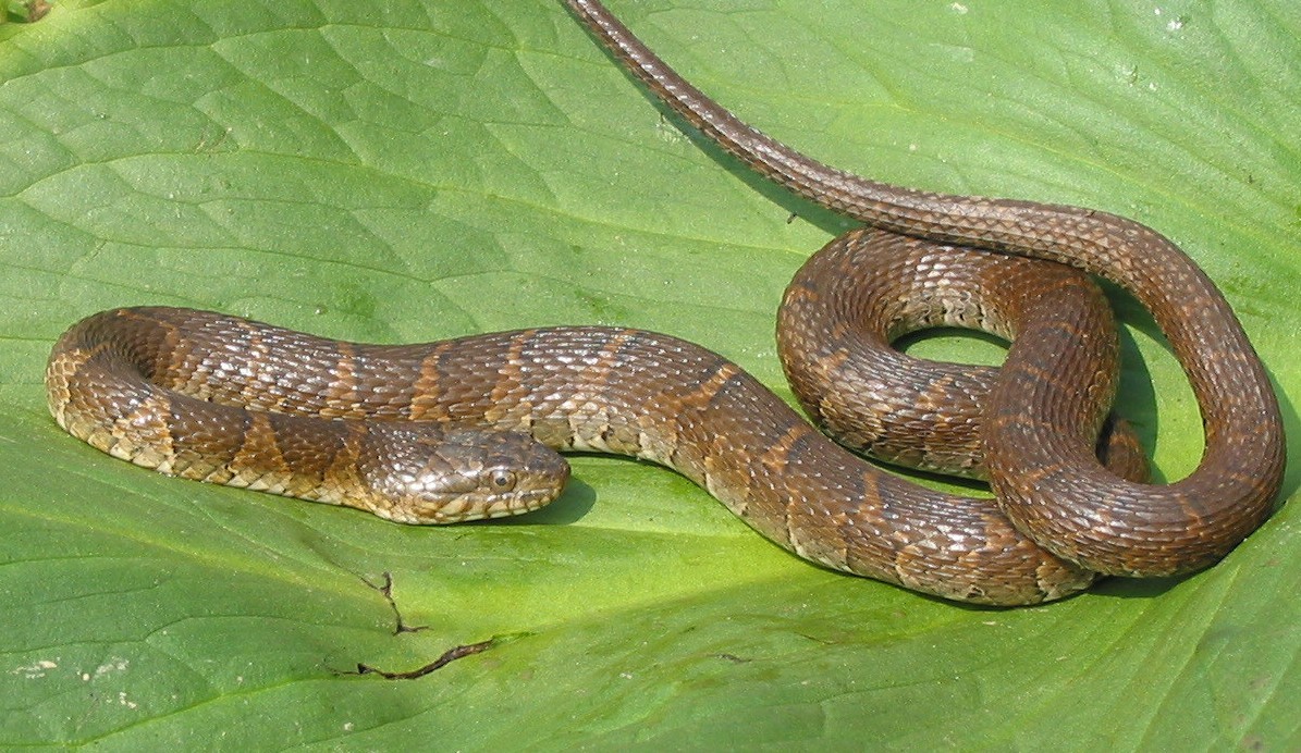 Northern Watersnake