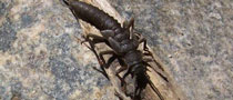 Giant Stonefly