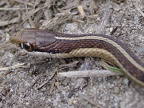 Common Watersnake