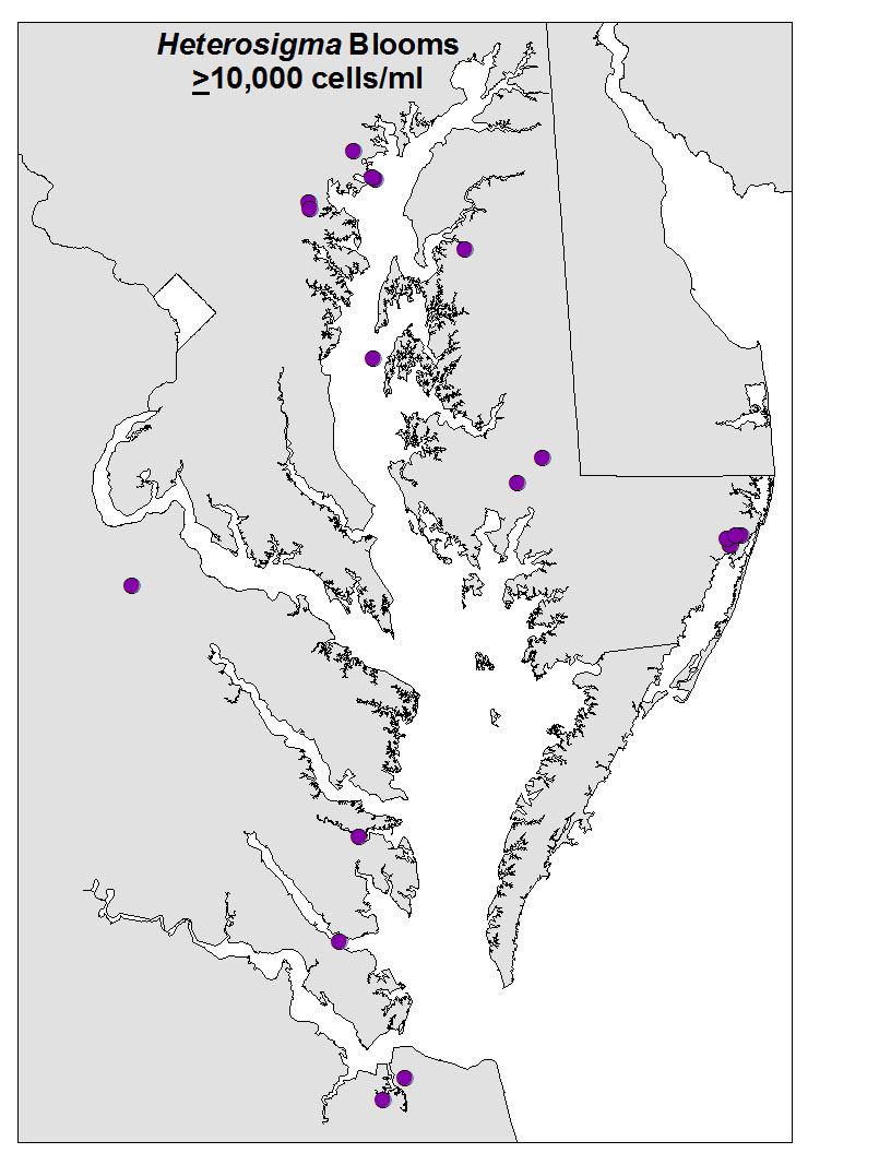 Map of Heterosigma Blooms