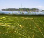 Under water view of Bay grasses