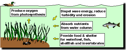 Benefits of SAV Illustration