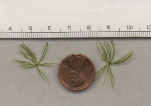 Coontail hornwort whorl