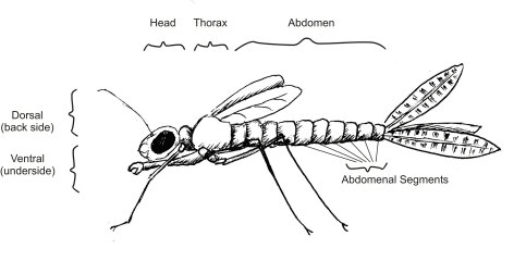 Labeled Bug - Damselfly