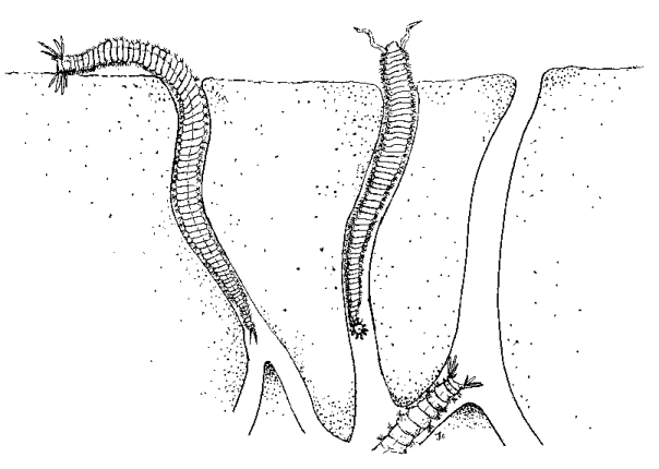 Illustration of Polychaetes