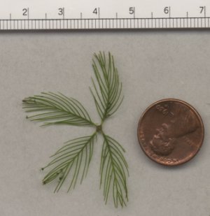 Photo of myriophyllum whorls