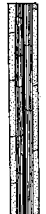 one example of basal leaf structure, wild celery