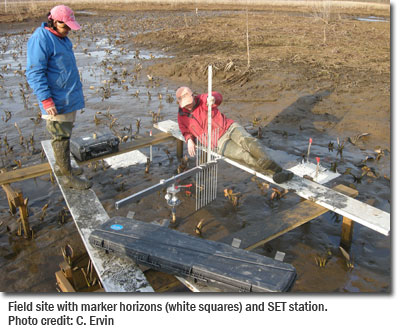 Field site with marker horizons (white squares) and SET station. Photo credit: C. Ervin