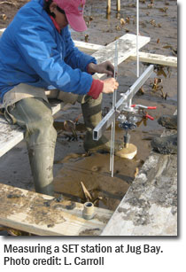 Measuring a SET station at Jug Bay. Photo credit: L. Carroll