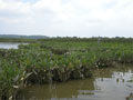 Links to Research & Monitoring at Otter Point Creek website