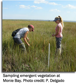 ampling emergent vegetation at  Monie Bay. Photo credit: P. Delgado