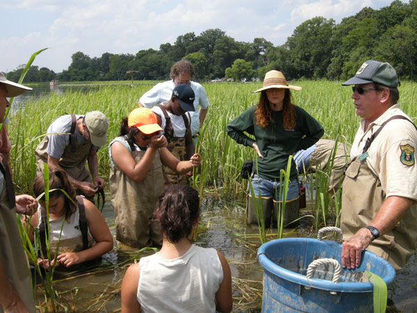 Group of students stading in the water around high leaves at a wild rice  restoration workshop.