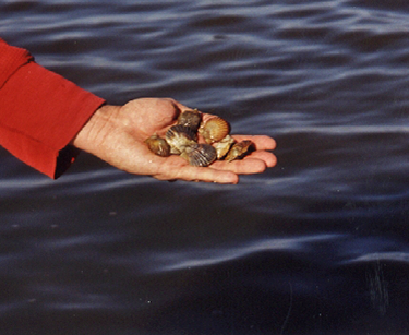 Water Quality Monitoring includes species surveys