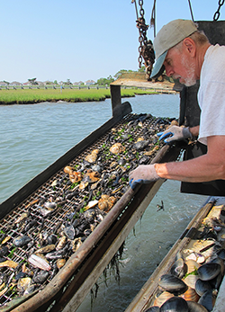 Clam Dredge Surveying