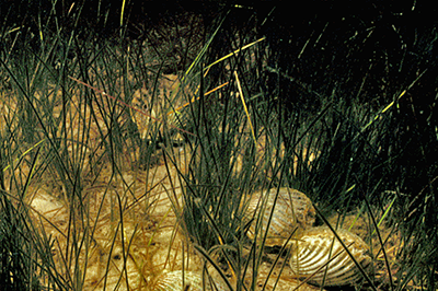 Scallops in seagrass