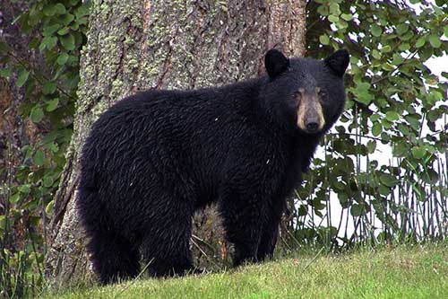 Black Bear