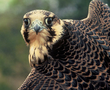 Peregrine Falcon close-up