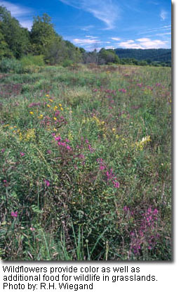 Wildflowers provide color as well as additional food for wildlife in grasslands. Photo by: R.H. Wiegand