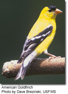 AmericanGoldfinch_DaveBrezinski_USFWS.jpg